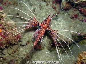 Blue spotted lionfish in full flight. by Stephan Gosselin 
